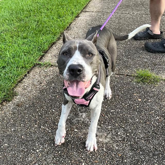 Enlarge Dooley (153051) (In a Foster Home), a Adoptable mixed breed in Baton Rouge, LA image 5/6