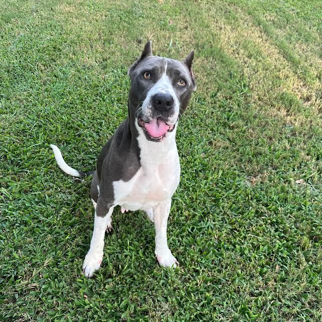 Dooley (153051) (In a Foster Home), Adoptable, Adult Female Pit Bull Terrier.