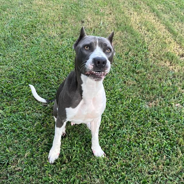 Enlarge Dooley (153051) (In a Foster Home), a Adoptable mixed breed in Baton Rouge, LA image 4/6
