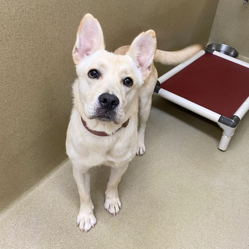 Giancarlo, Adopted, Young Male Shepherd.