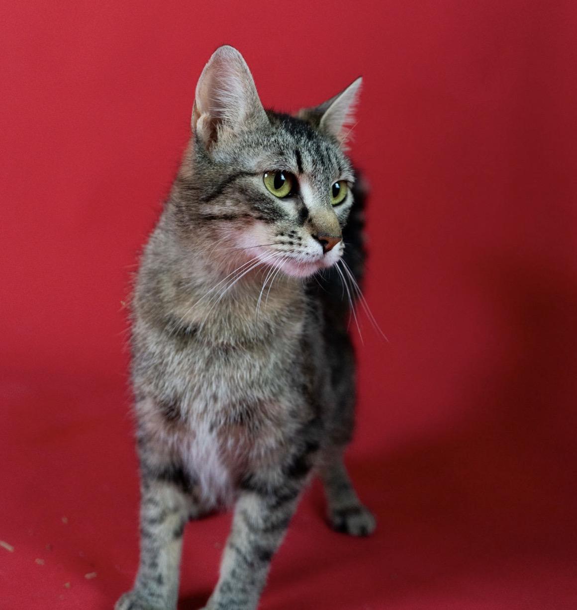 Enlarge Bonnie, a ADOPTABLE mixed breed in Little Falls, MN image 3/3