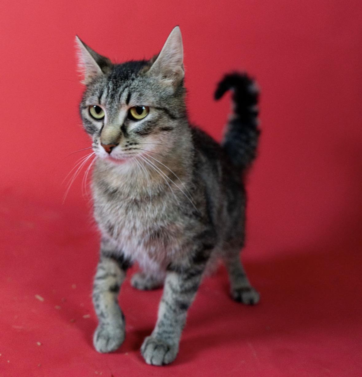 Bonnie, ADOPTABLE, Adult Female Tabby.