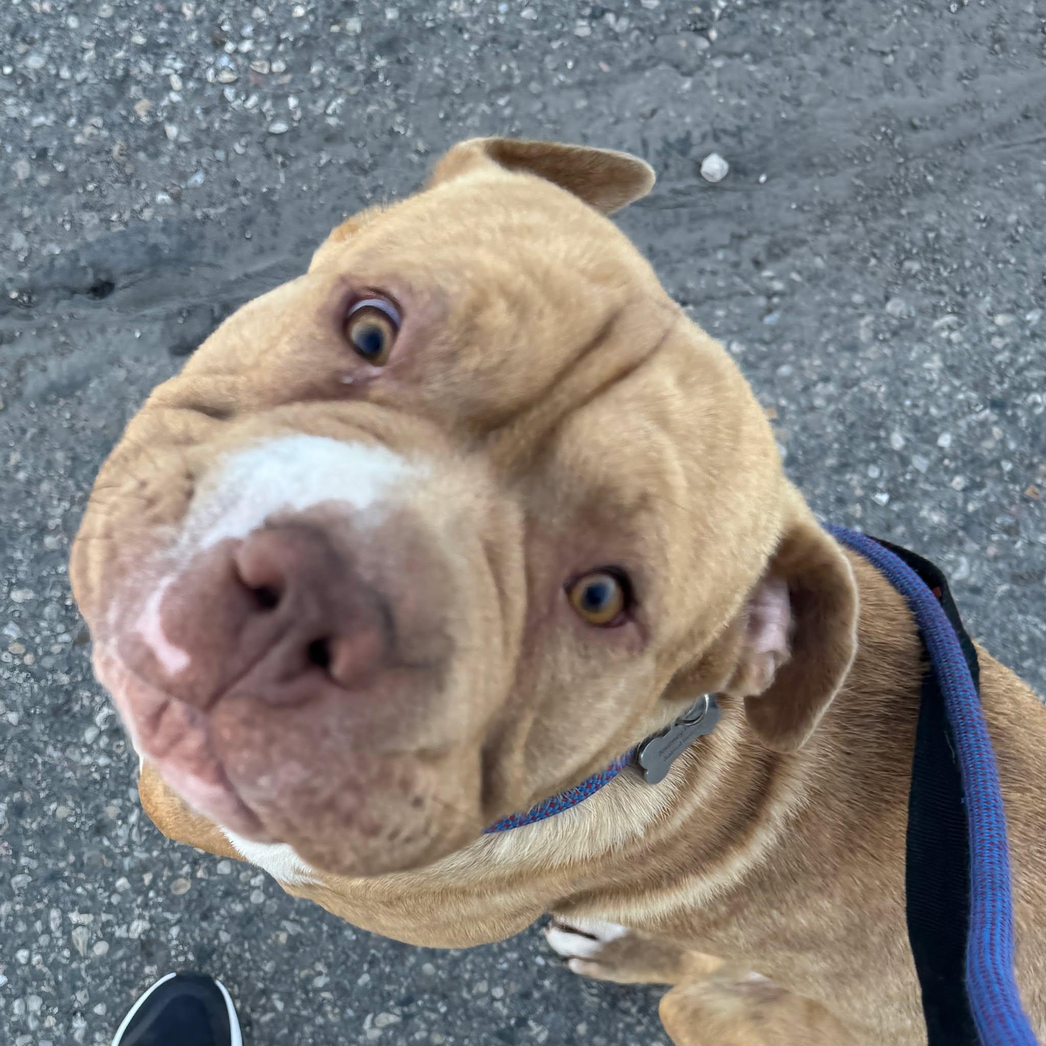Enlarge Smoosh, an adopted mixed breed in Grand Forks, ND image 2/2