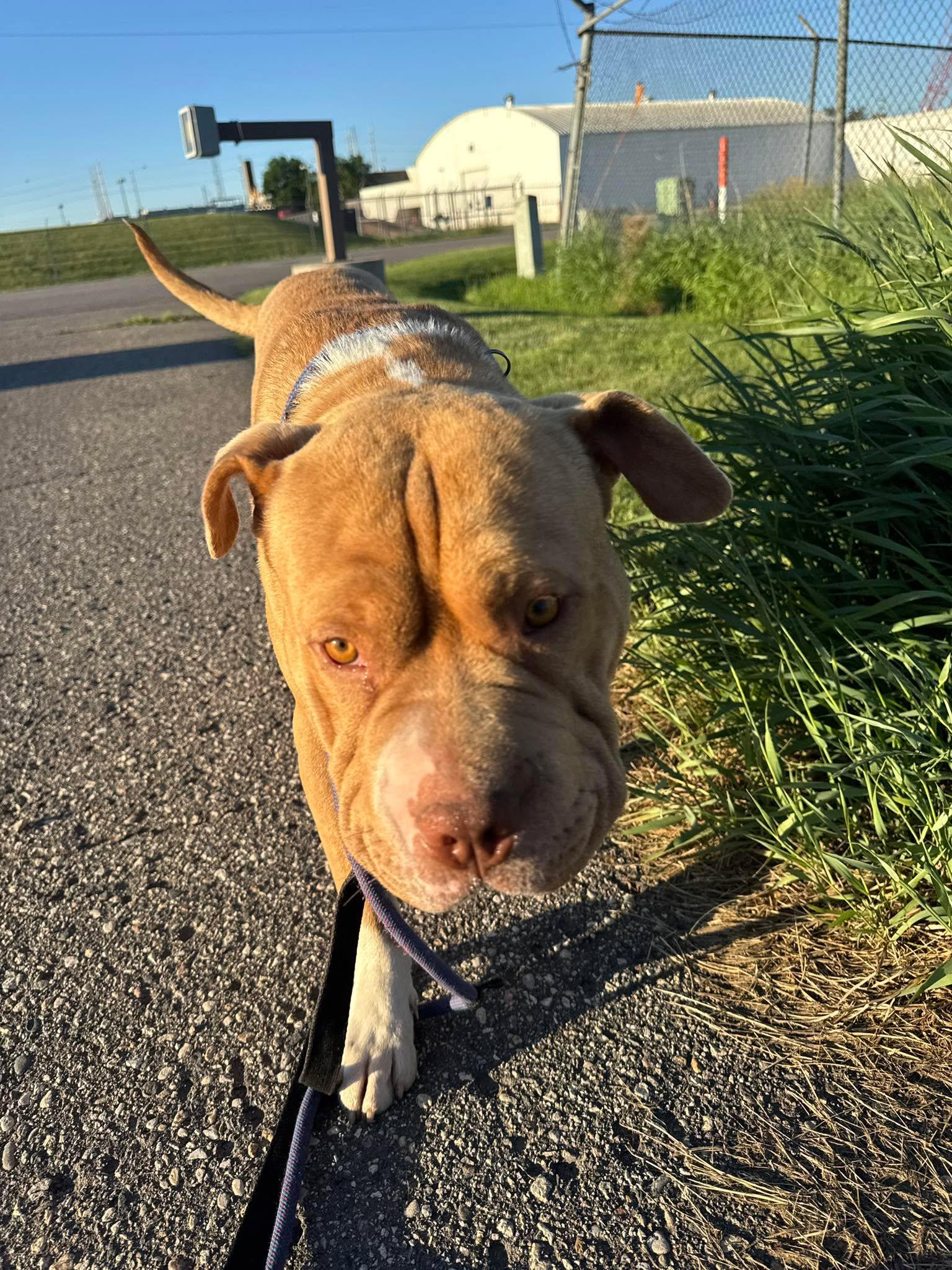 Enlarge Smoosh, an adopted mixed breed in Grand Forks, ND image 1/2