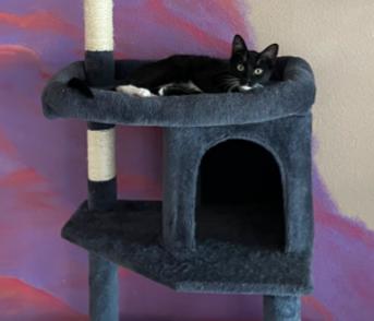 DUSTY BREEZE, ADOPTABLE, Young Male Domestic Short Hair.