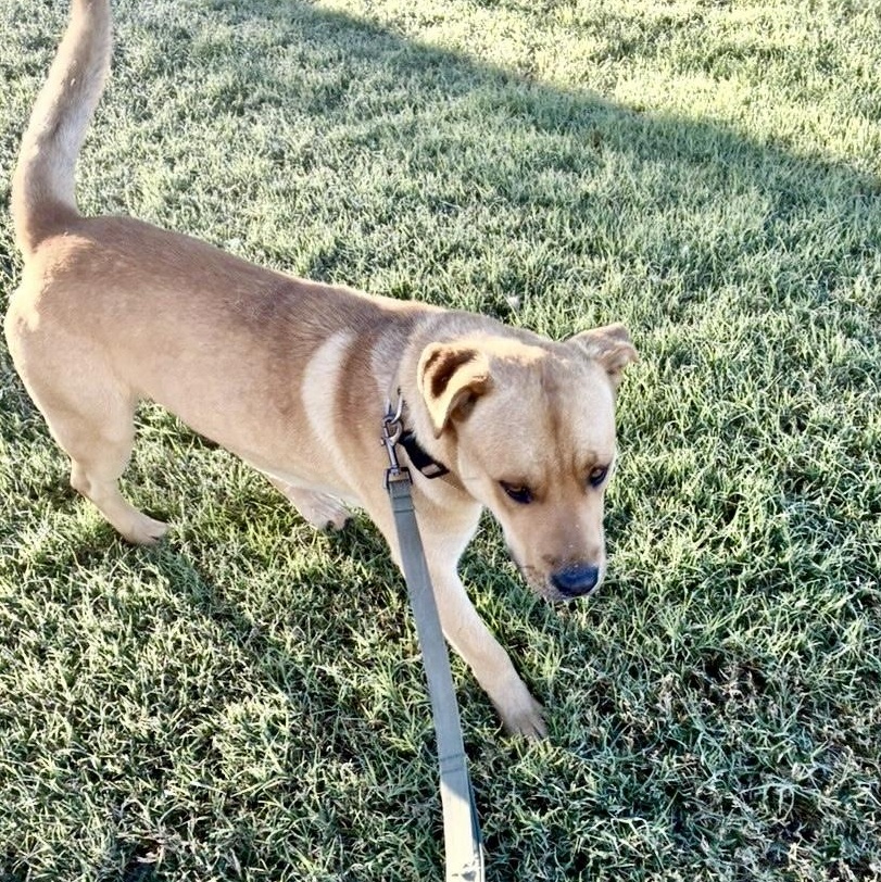 Enlarge Pluto, a ADOPTABLE mixed breed in modesto, CA image 3/5