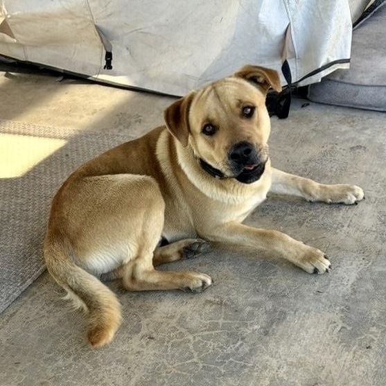 Pluto, ADOPTABLE, Young Male Yellow Labrador Retriever & Black Mouth Cur.