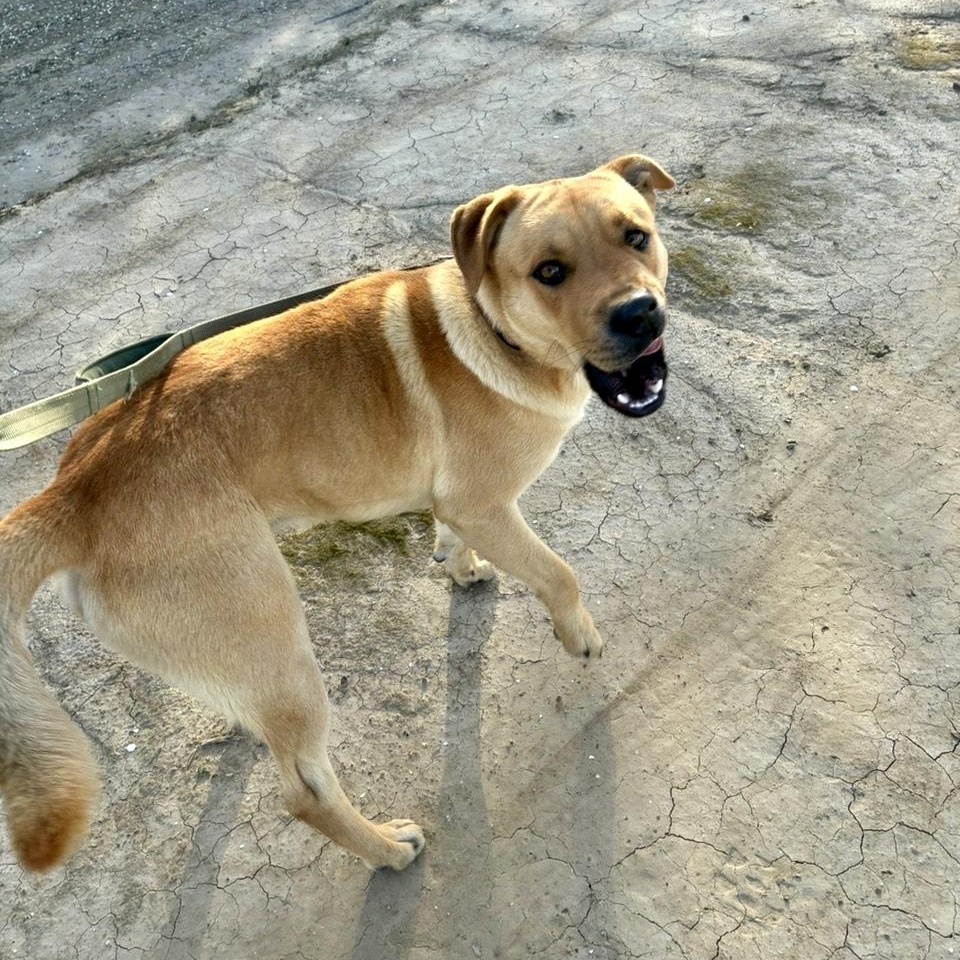 Enlarge Pluto, a ADOPTABLE mixed breed in modesto, CA image 5/5