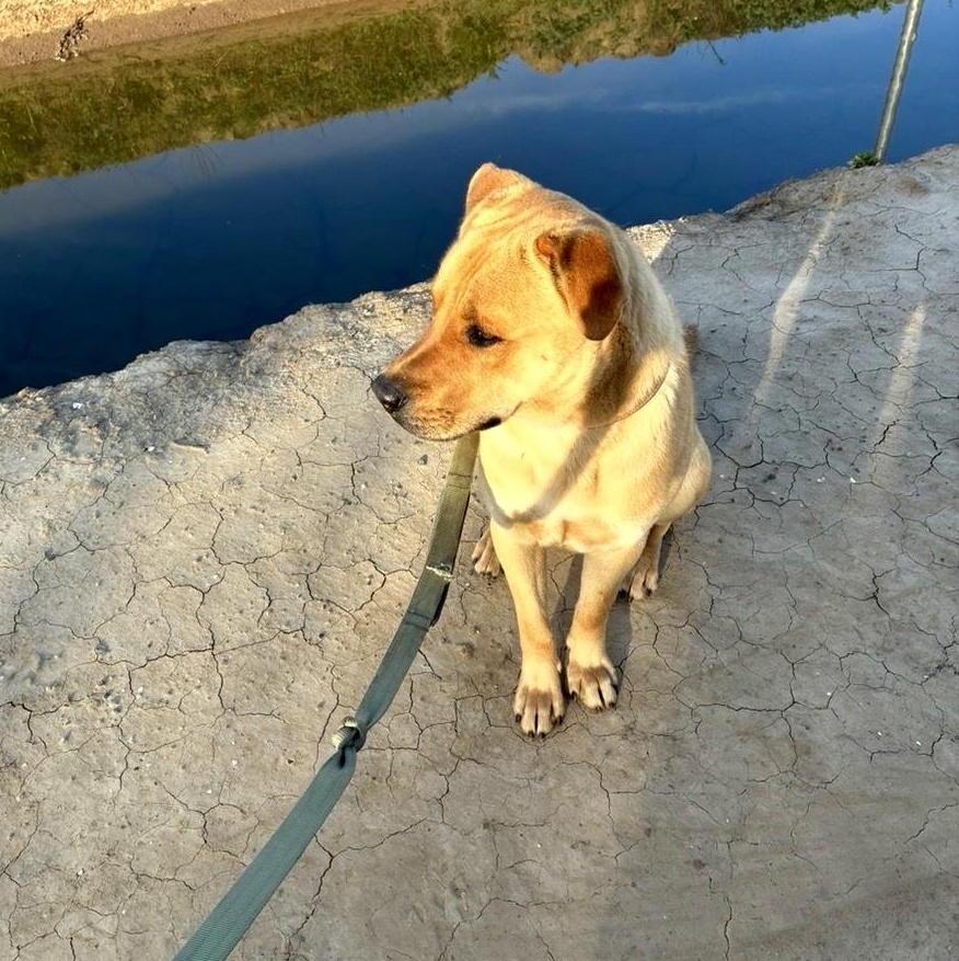 Enlarge Pluto, a ADOPTABLE mixed breed in modesto, CA image 2/5