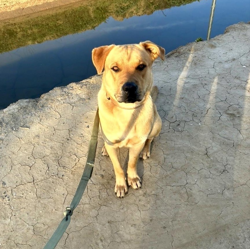 Enlarge Pluto, a ADOPTABLE mixed breed in modesto, CA image 4/5