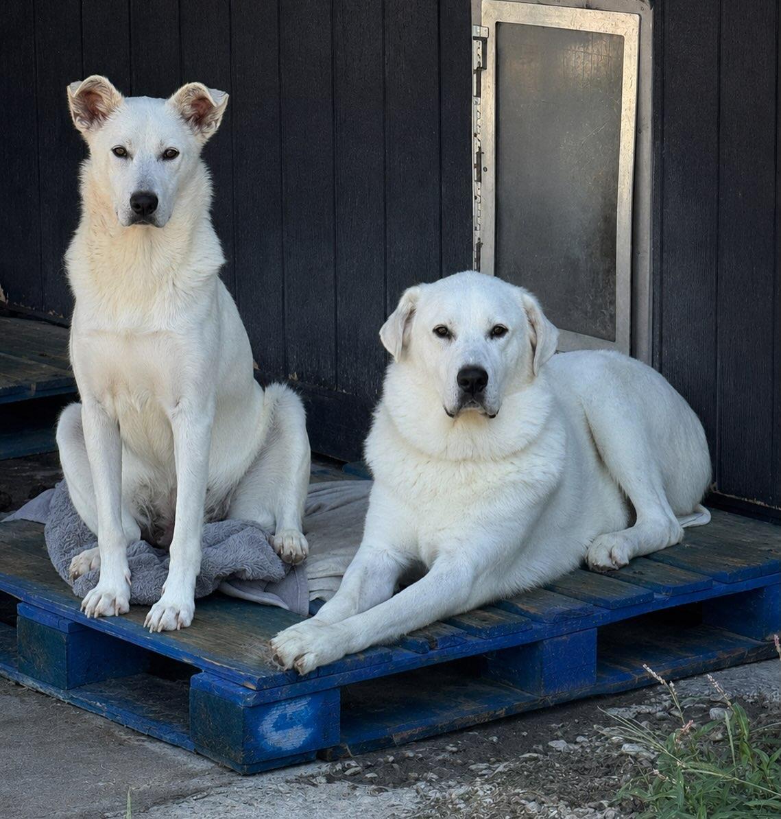Mama & Papa Puddles, Adoptable, Adult Female Great Pyrenees.
