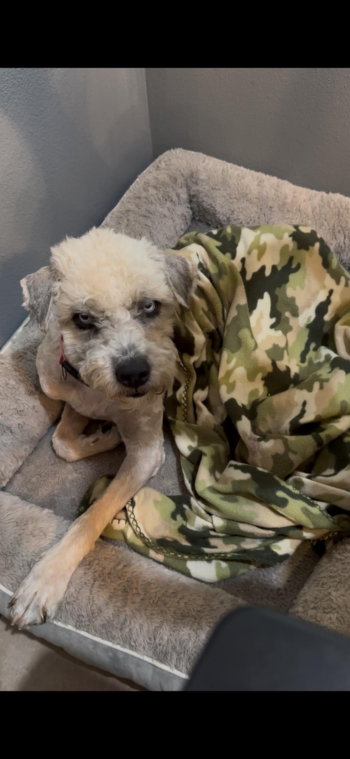 Sky, a Adoptable mixed breed in Bakersfield, CA image 1/6