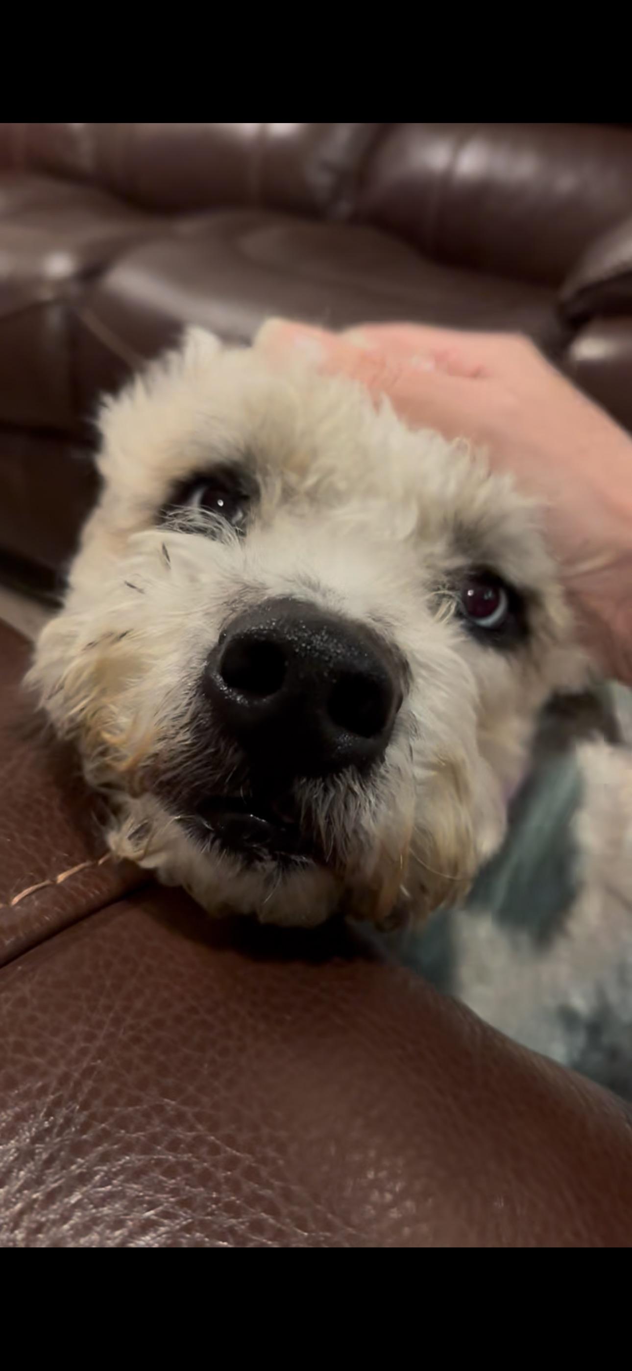 Sky, a Adoptable mixed breed in Bakersfield, CA image 2/6