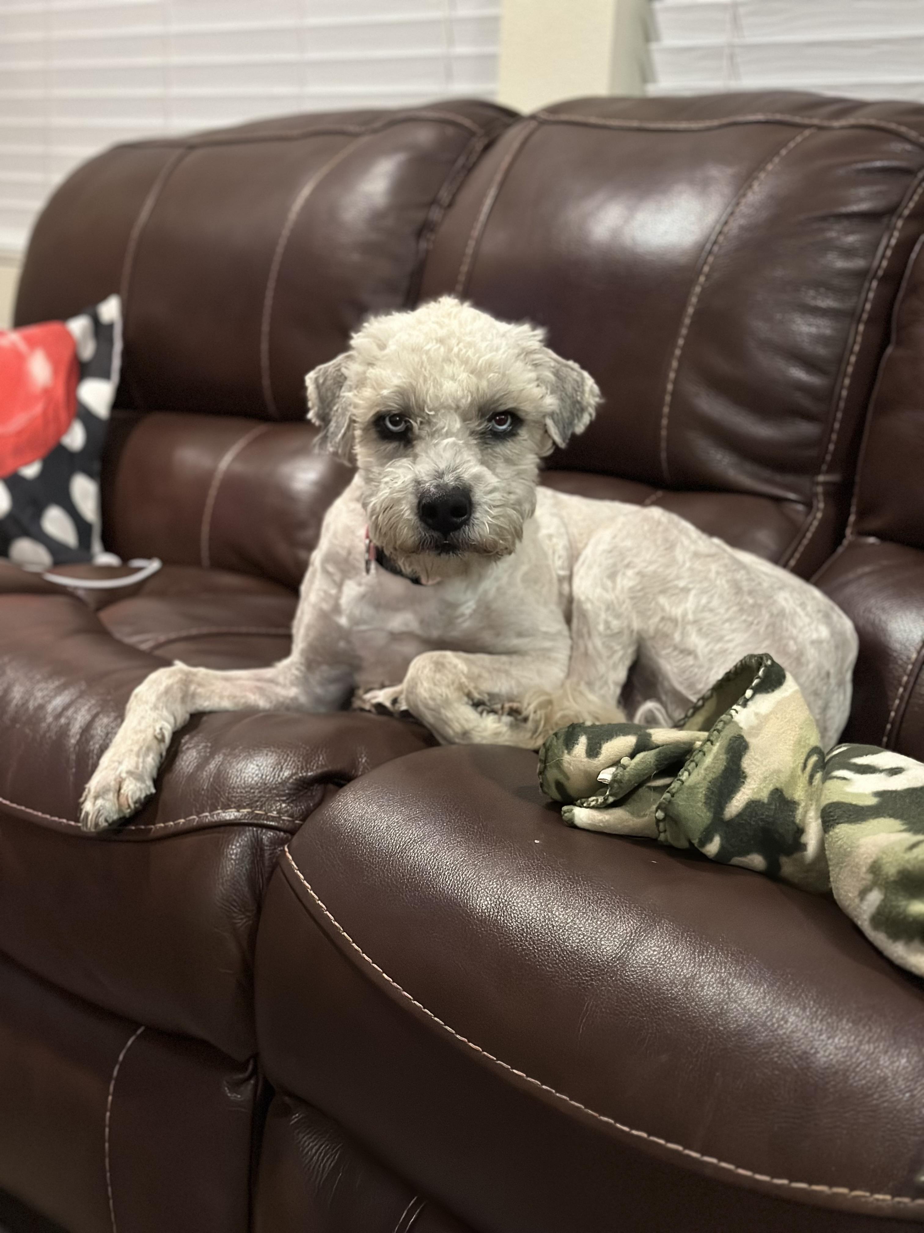 Sky, a Adoptable mixed breed in Bakersfield, CA image 3/6