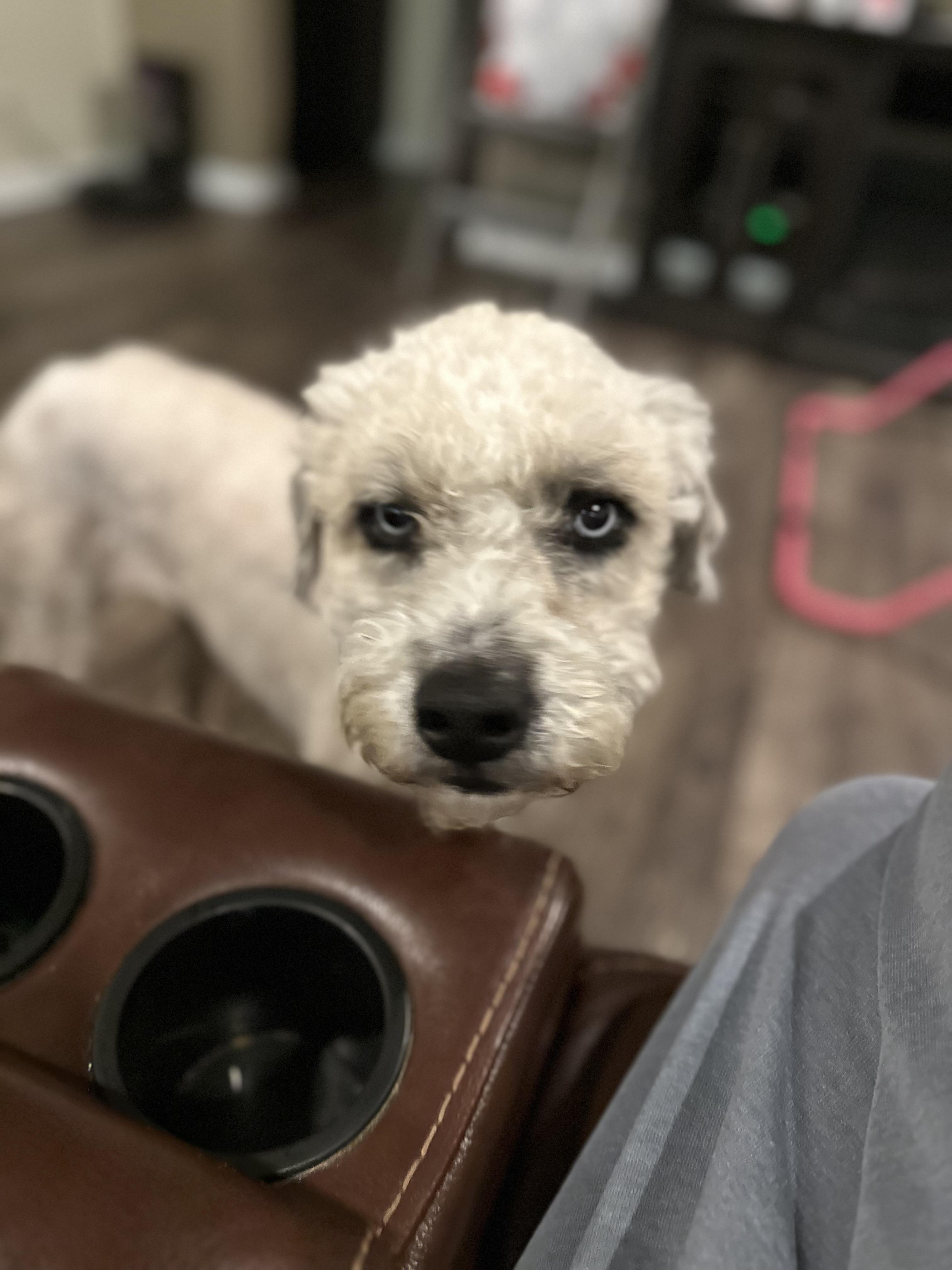 Sky, a Adoptable mixed breed in Bakersfield, CA image 4/6