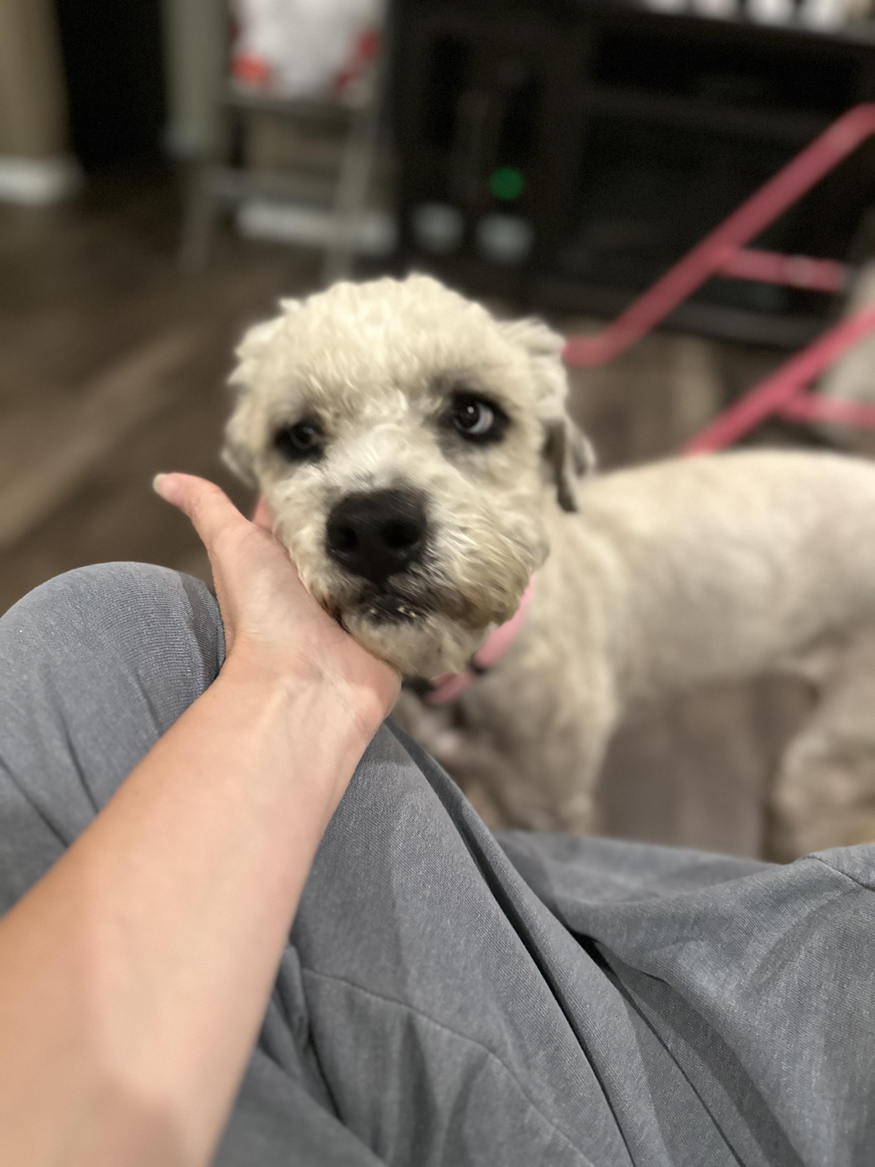 Sky, a Adoptable mixed breed in Bakersfield, CA image 5/6