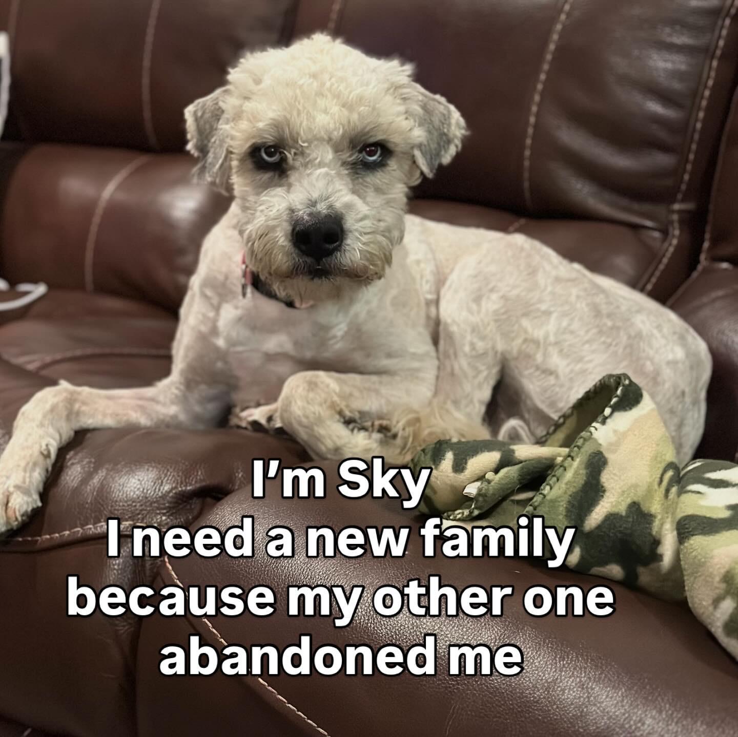 Sky, a Adoptable mixed breed in Bakersfield, CA image 6/6