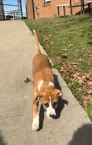 Salami, Adoptable, Puppy Male Mixed Breed.