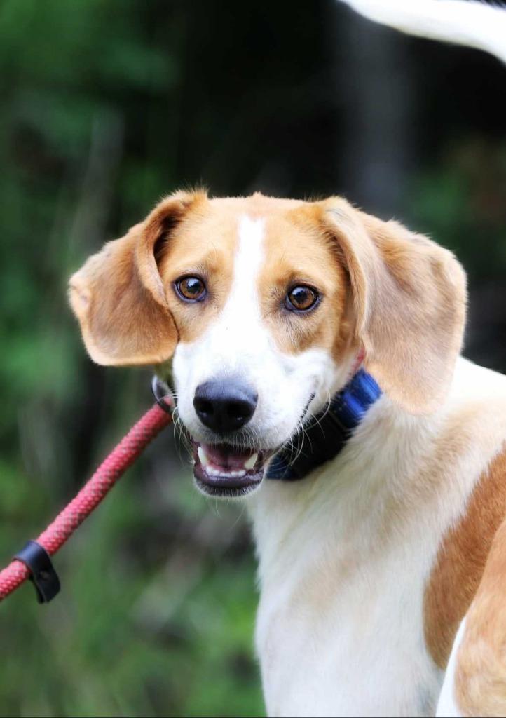 Enlarge Promise, a Adoptable Hound in Hampton, VA image 1/3