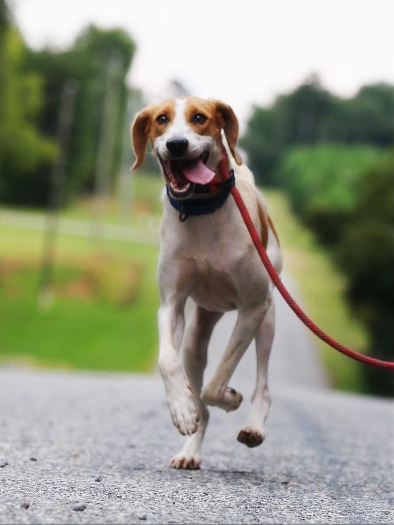 Enlarge Promise, a Adoptable Hound in Hampton, VA image 2/3