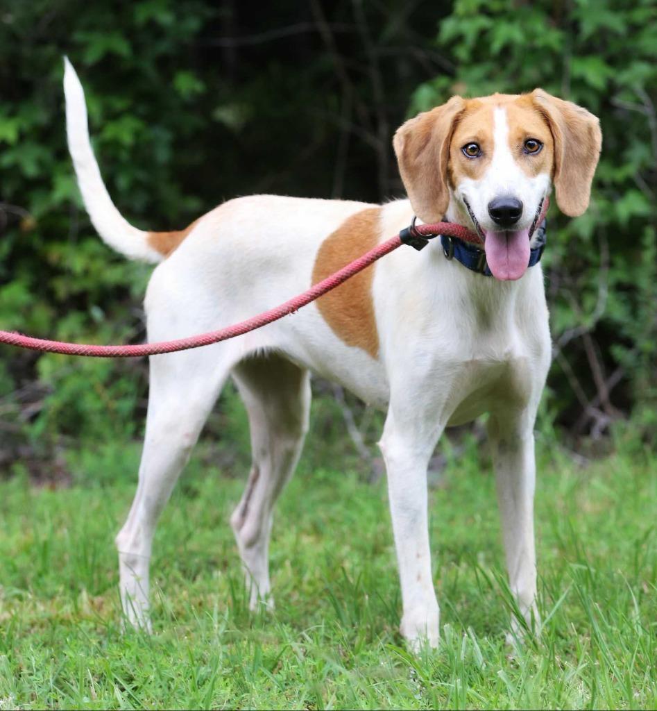 Enlarge Promise, a Adoptable Hound in Hampton, VA image 3/3