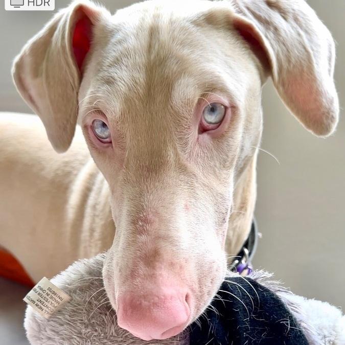 Meet Linny He is a Rare WhiteCream Doberman with light blue eyes He is heartworm negative microch
