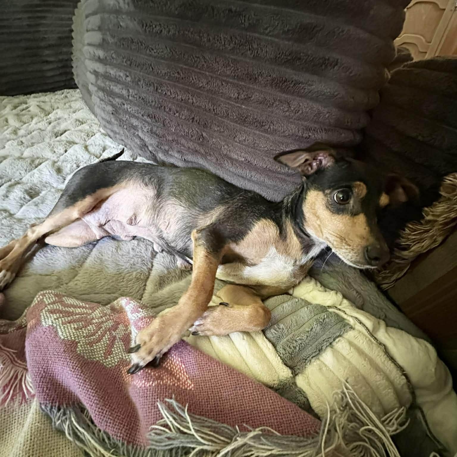 Enlarge Florence , an adopted mixed breed in Pelham, NH image 3/6