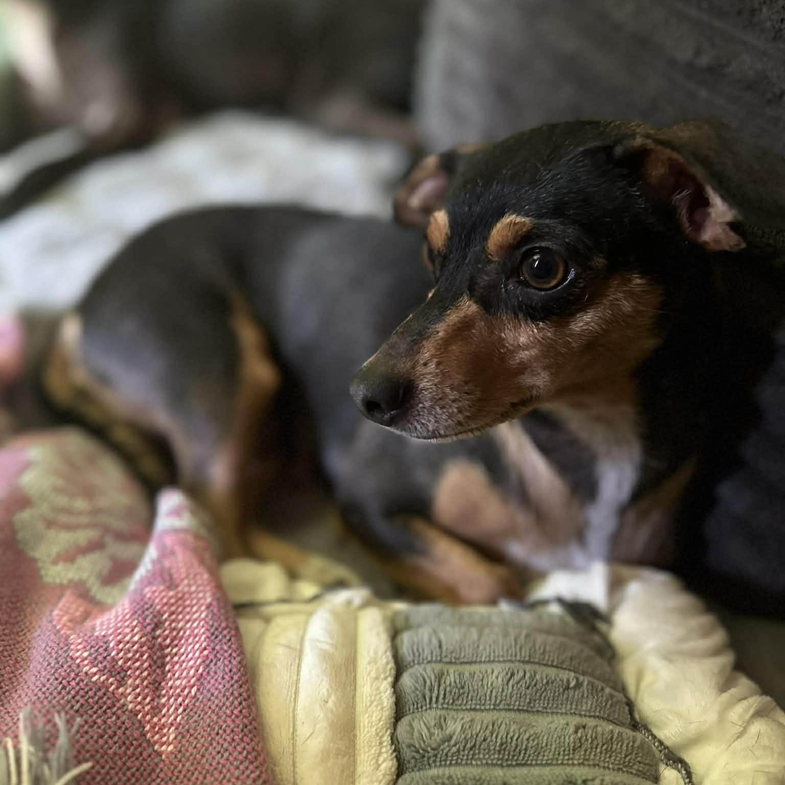 Enlarge Florence , an adopted mixed breed in Pelham, NH image 5/6