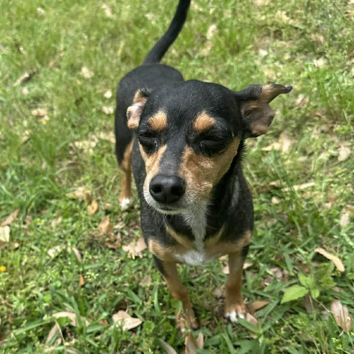 Enlarge Florence , an adopted mixed breed in Pelham, NH image 6/6