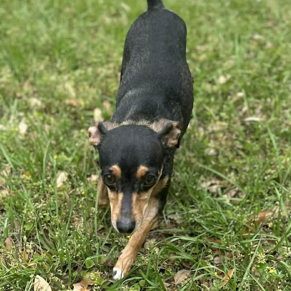 Enlarge Florence , an adopted mixed breed in Pelham, NH image 4/6