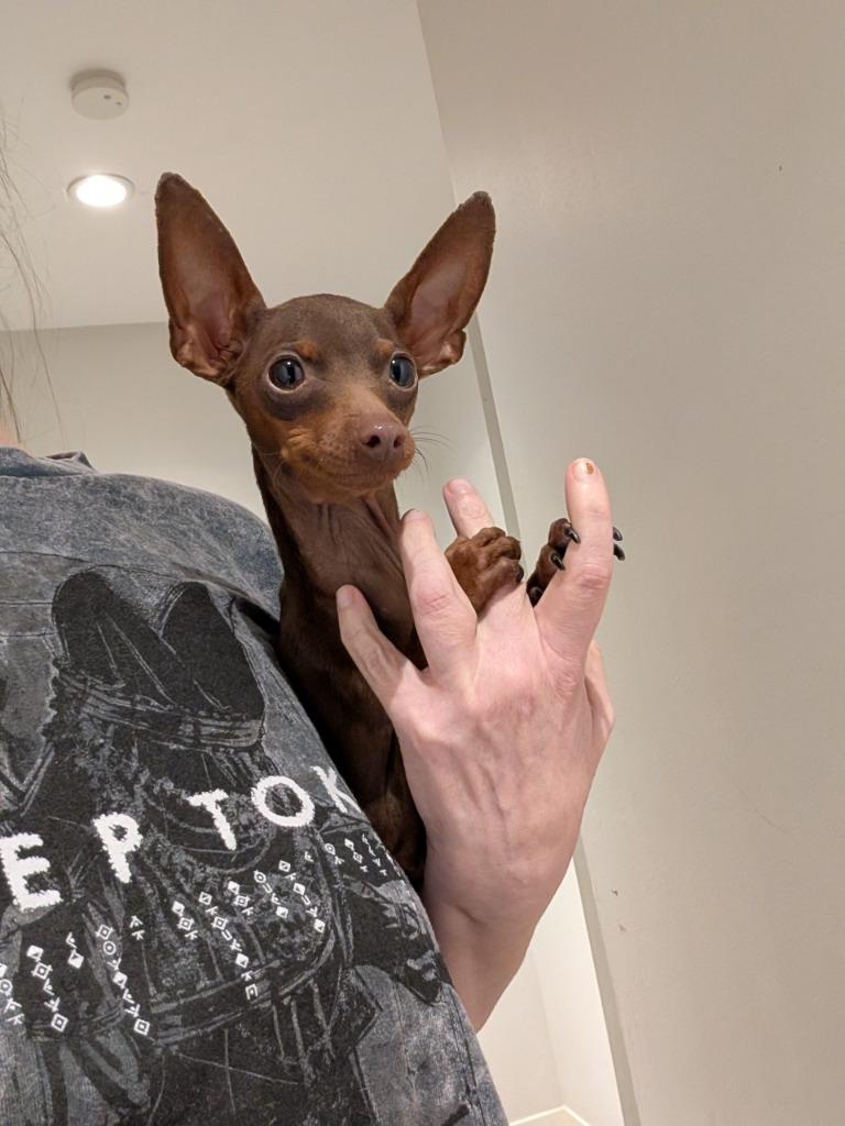 Captain Quirk - adoption pending, Adoptable, Adult Male Chihuahua & Miniature Pinscher.