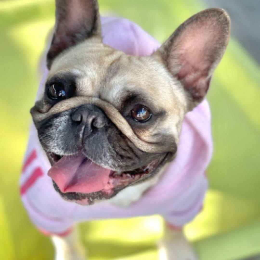 Fendi, Adoptable, Adult Female French Bulldog.