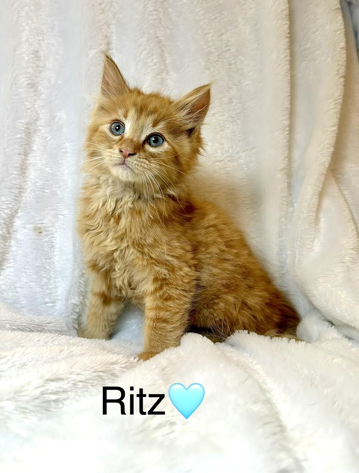 Ritz, an adopted Domestic Long Hair in Copley, OH image 3/3