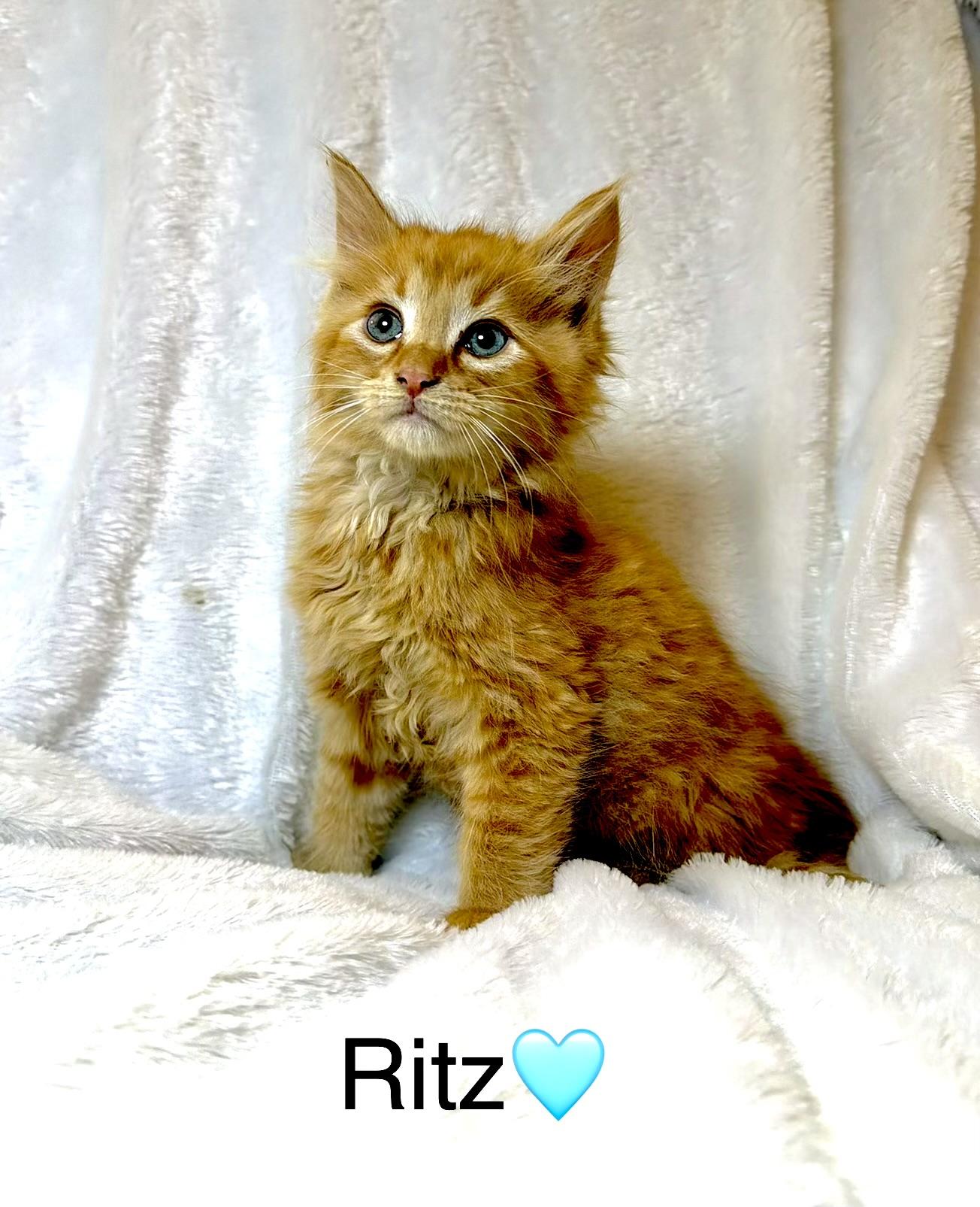 Ritz, an adopted Domestic Long Hair in Copley, OH image 1/3