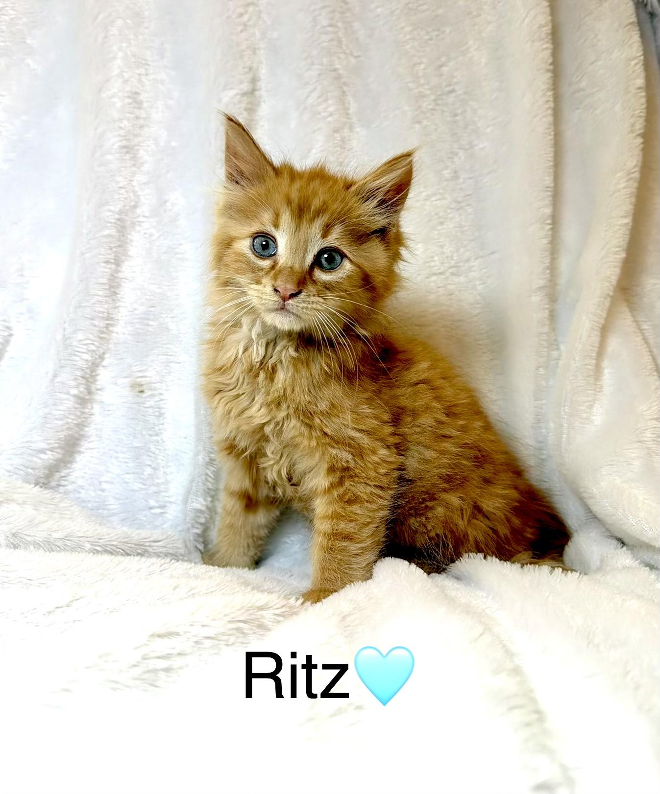Ritz, an adopted Domestic Long Hair in Copley, OH image 2/3