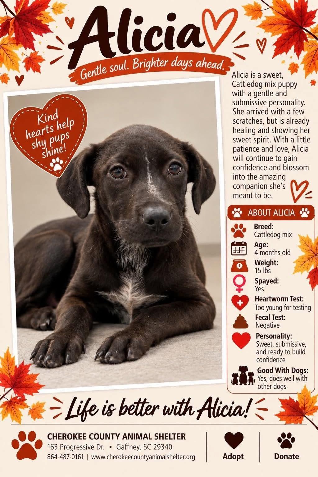 ALICIA, Adoptable, Puppy Female Cattle Dog.