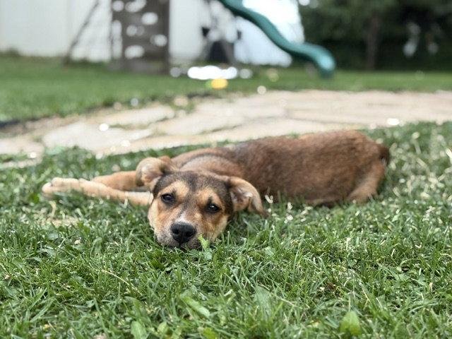 Enlarge Rita, a Adoptable mixed breed in Midway, UT image 1/2
