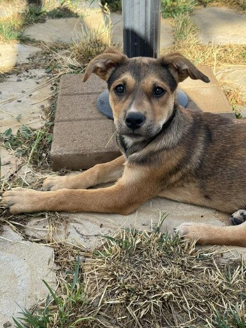 Enlarge Rita, a Adoptable mixed breed in Midway, UT image 2/2