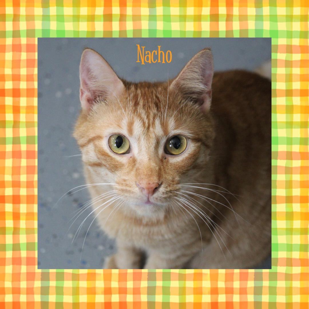 Nacho, a Adoptable Domestic Short Hair in Gilroy, CA image 5/6