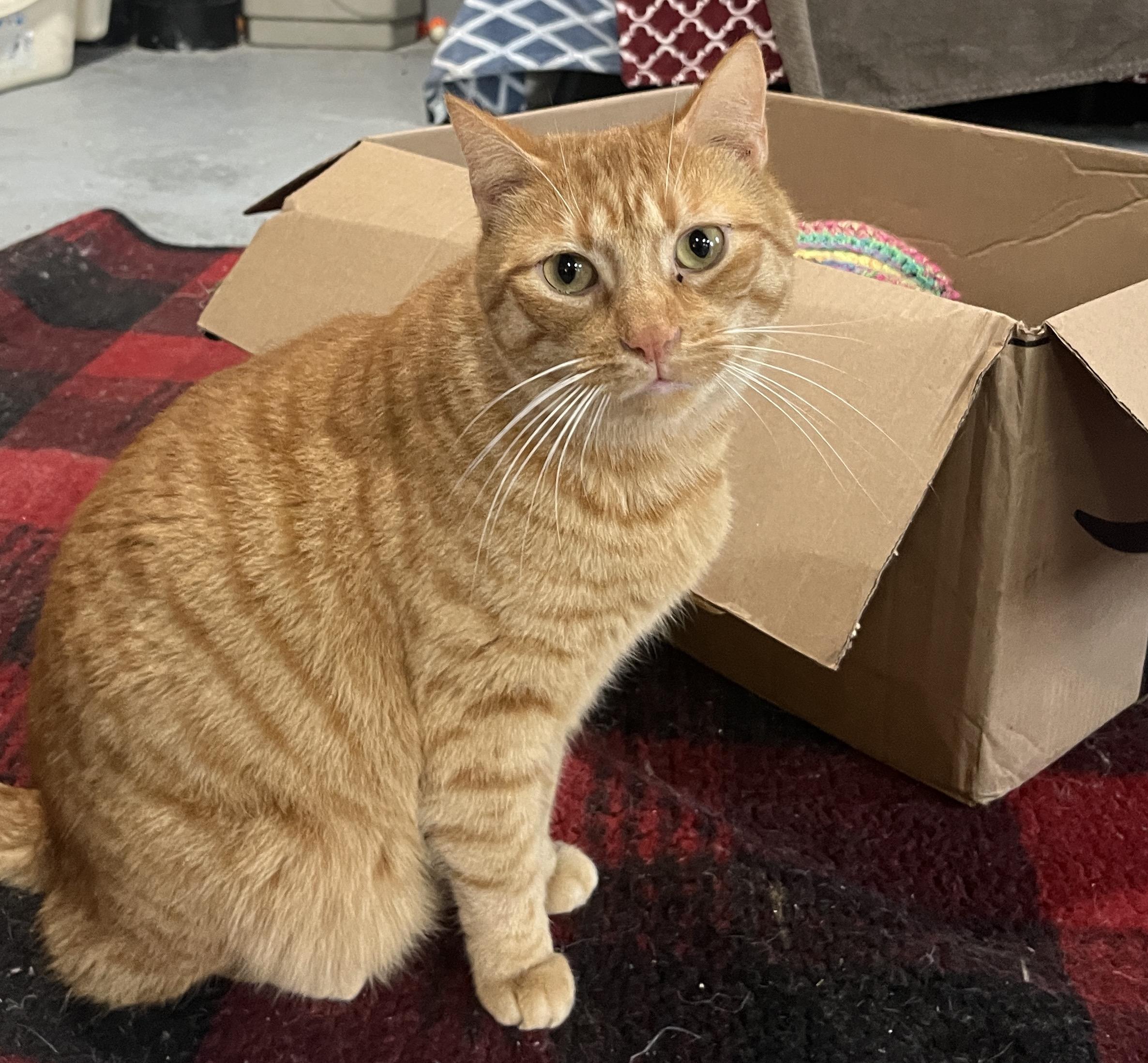 Nacho, a Adoptable Domestic Short Hair in Gilroy, CA image 4/6