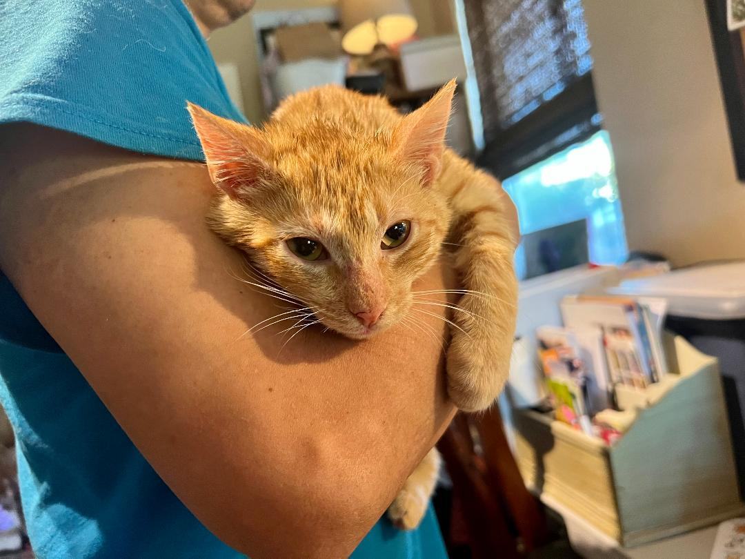 Nacho, a Adoptable Domestic Short Hair in Gilroy, CA image 6/6