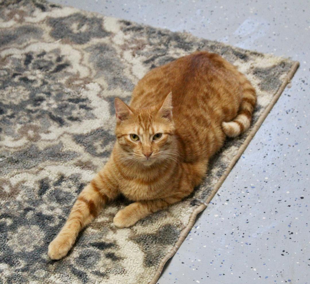 Nacho, a Adoptable Domestic Short Hair in Gilroy, CA image 2/6