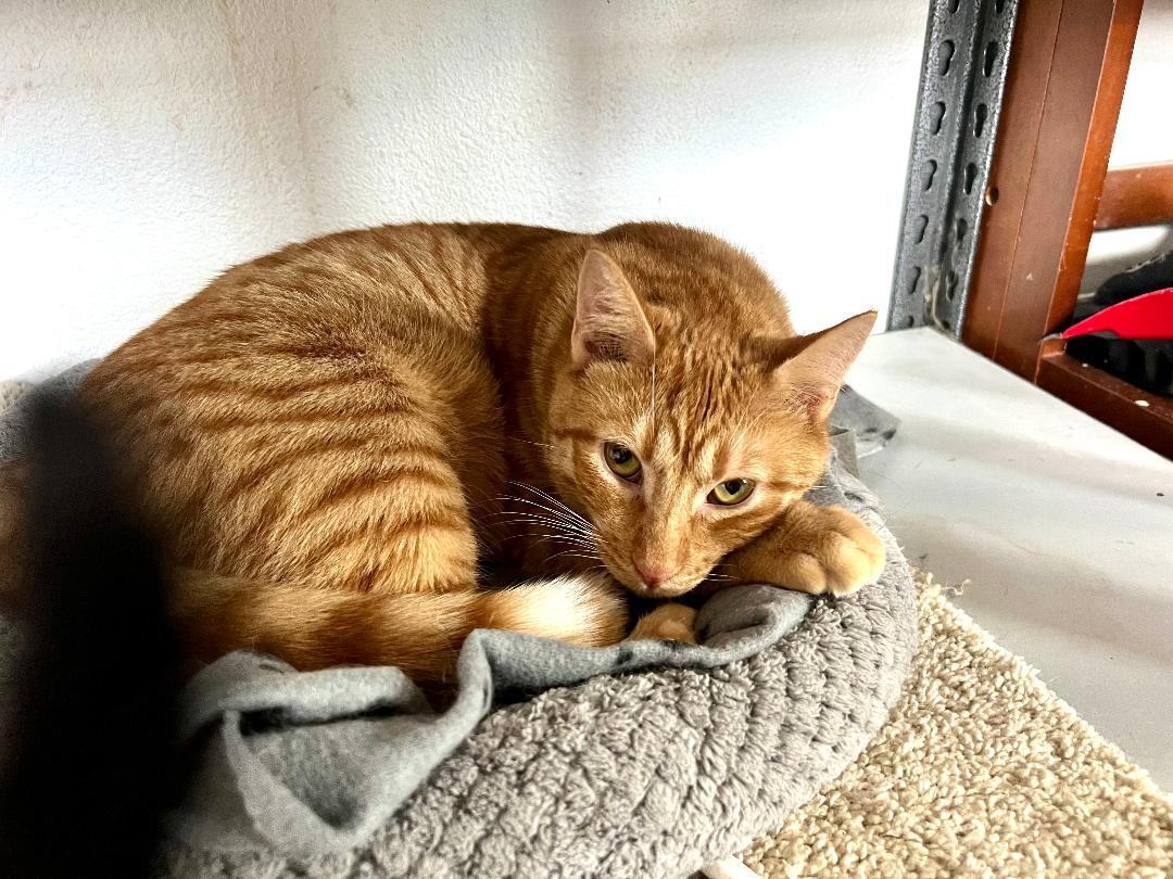 Nacho, Adoptable, Adult Male Domestic Short Hair.