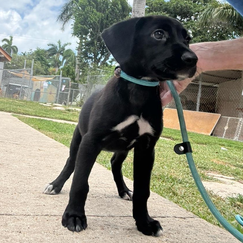 Enlarge Annabeth (20260618-01), an adopted Mixed Breed in Mississauga, ON image 3/5