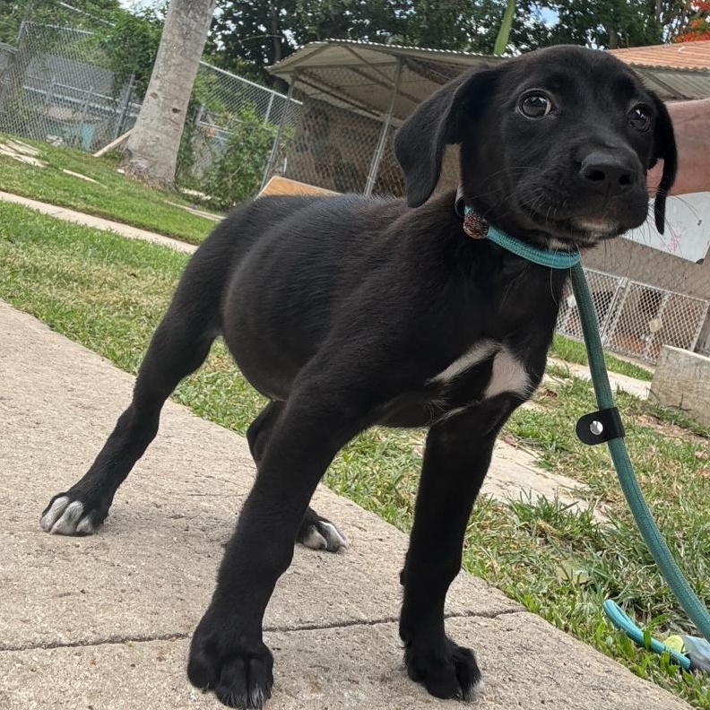 Enlarge Annabeth (20260618-01), an adopted Mixed Breed in Mississauga, ON image 2/5