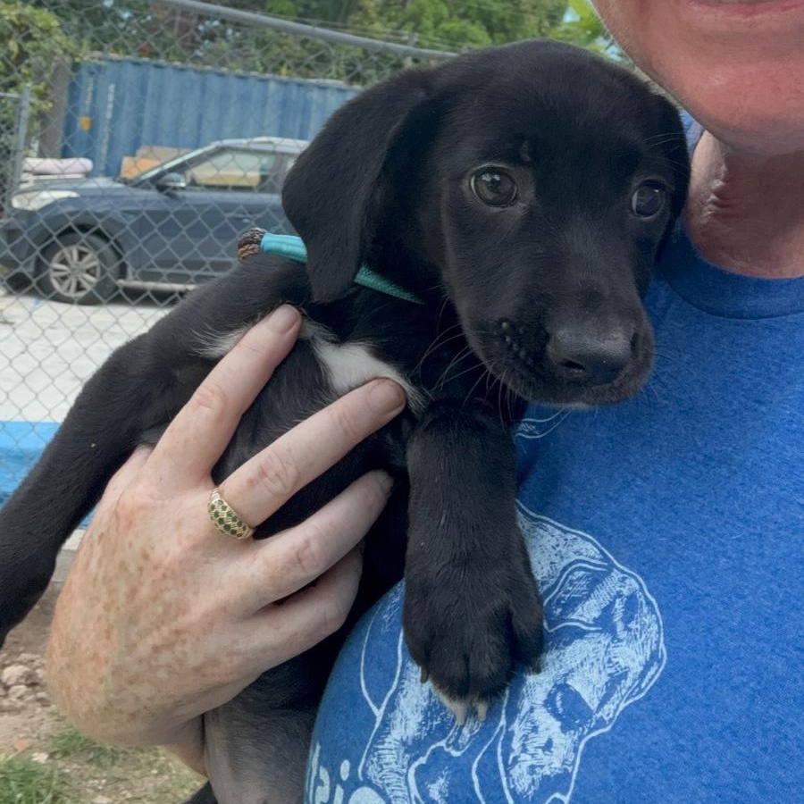 Enlarge Annabeth (20260618-01), an adopted Mixed Breed in Mississauga, ON image 5/5