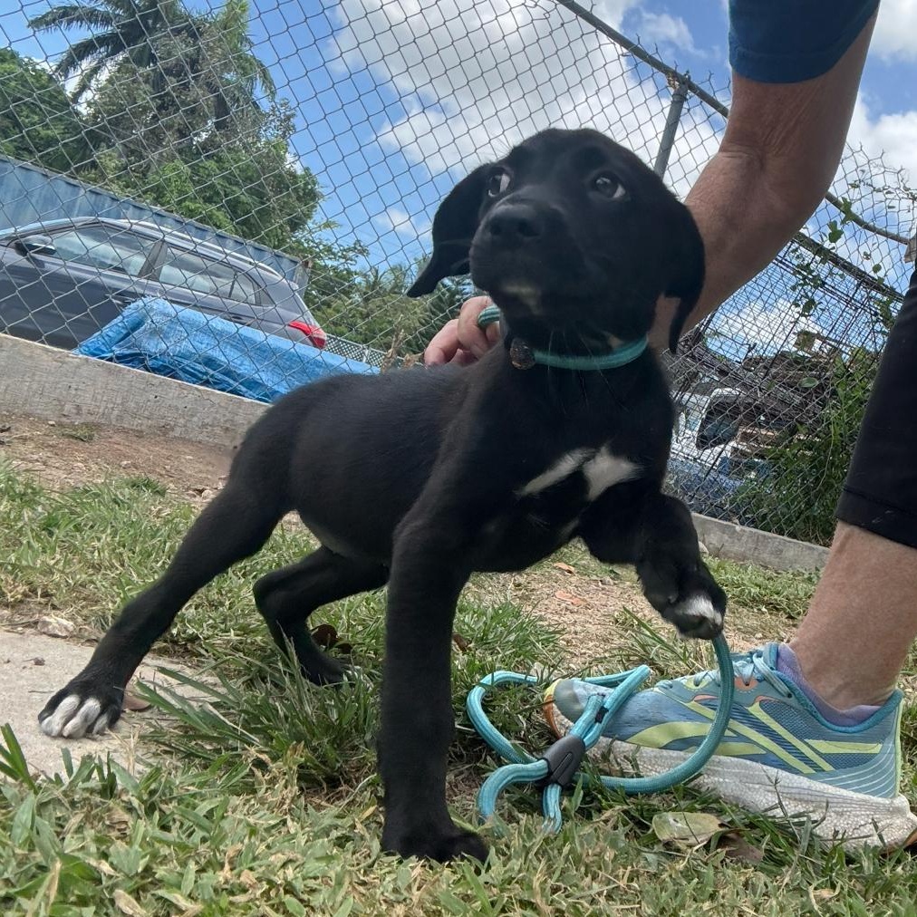 Enlarge Annabeth (20260618-01), an adopted Mixed Breed in Mississauga, ON image 4/5