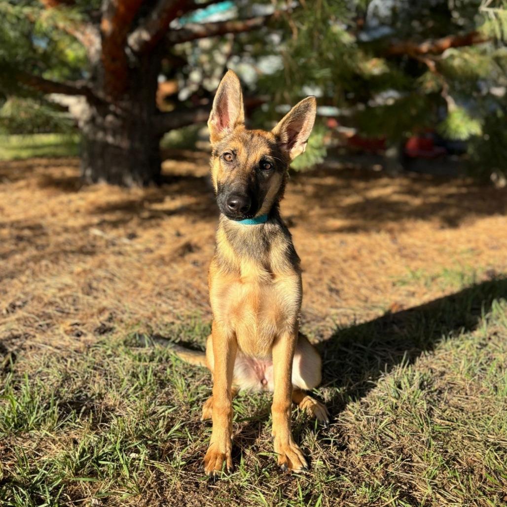 Enlarge Emmie--In Foster***ADOPTION PENDING***, a Adoptable German Shepherd Dog in Fargo, ND image 1/2