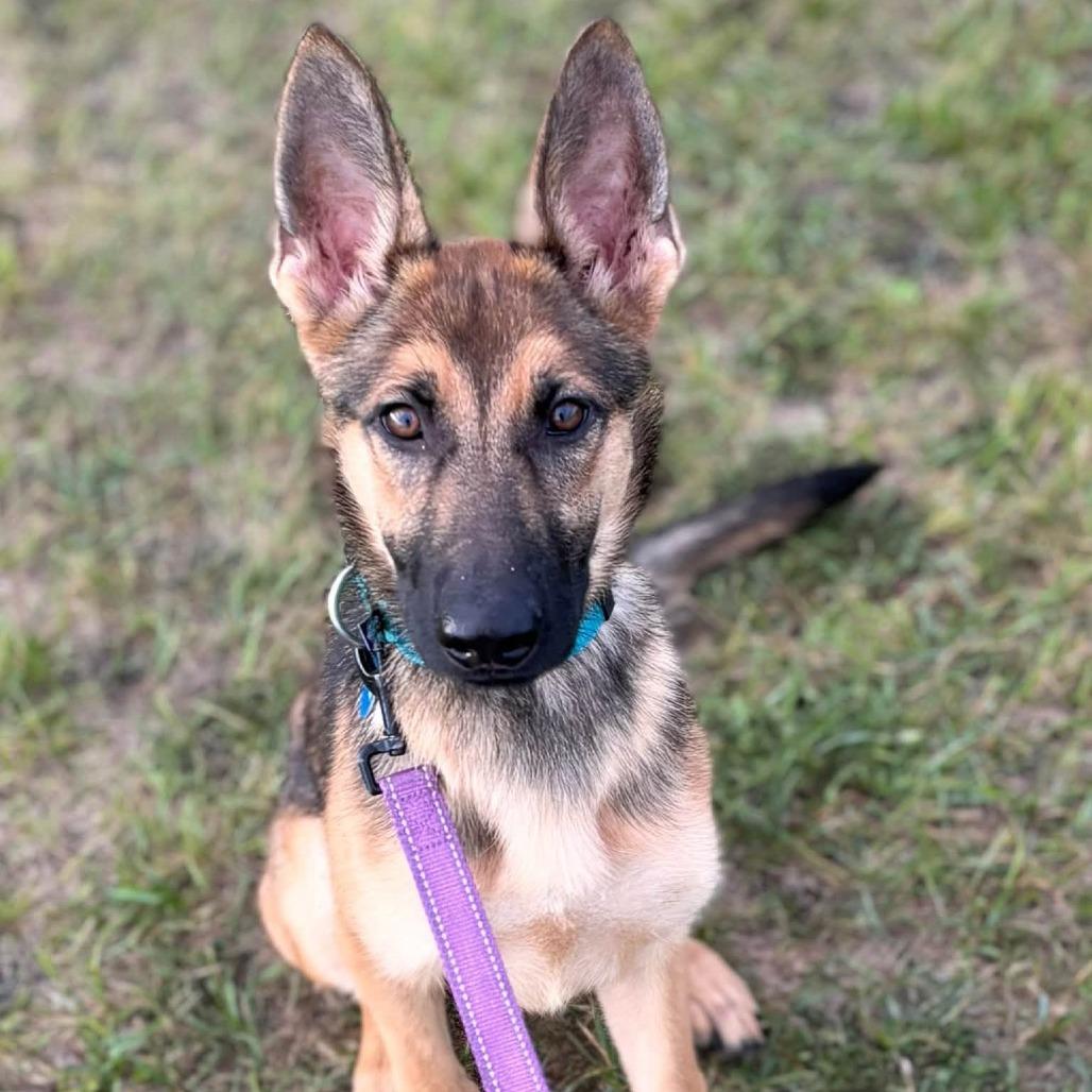 Enlarge Emmie--In Foster***ADOPTION PENDING***, a Adoptable German Shepherd Dog in Fargo, ND image 2/2