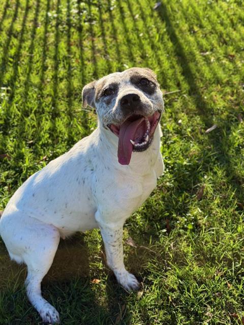 KENDRA, Adoptable, Young Female Pit Bull Terrier.